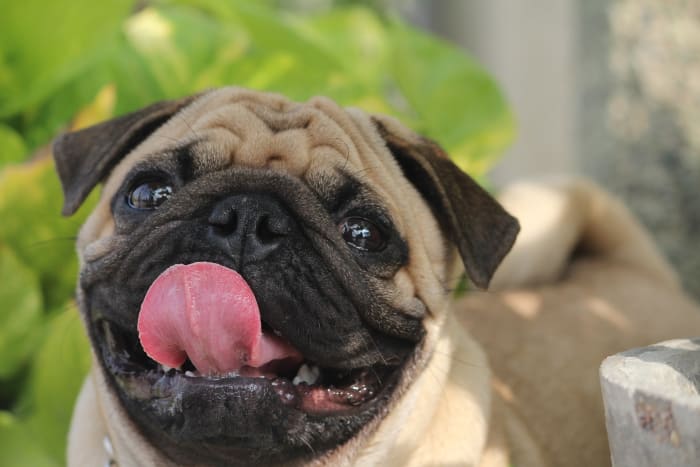 There is no better way to say "thank you" to a dog, than by handing a mouth-watery treat, and this makes perfectly sense.