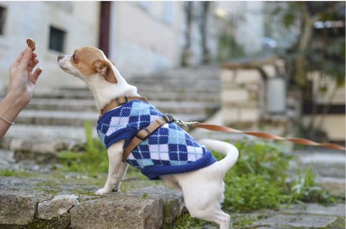 A food lure becomes a bribe when you are basically communicating to your dog: "Hey dog, you see this treat? If you sit nicely, you can have it!"
