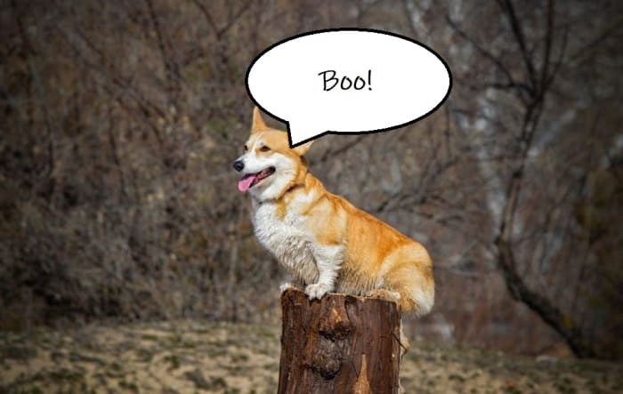 Corgis have a tendency of perceiving themselves as 'big, scary looking dogs' so they really come to believe that it's thanks to their sheer presence and loud barks that people or cars eventually leave their perceived territory.