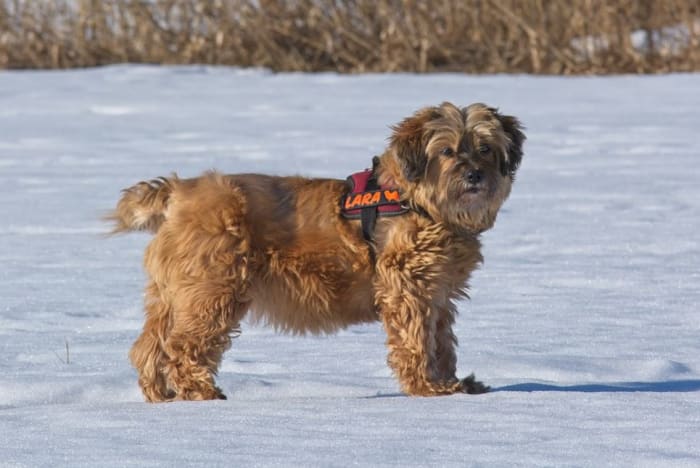 Tibetan terriers have large, flat feet that are round in shape and produce a snowshoe effect that provides traction.
