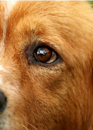 Causes Of A Bump On A Dog's Eyelids (styes) - Dog Discoveries