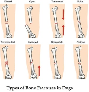 Healing Times of Broken Legs in Dogs - Dog Discoveries