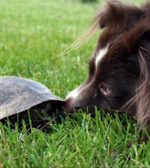 dog turtle