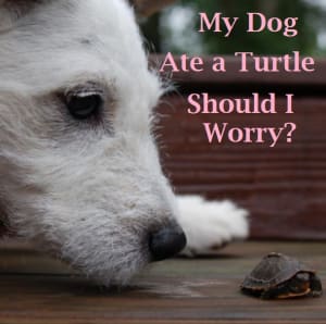 dog ate turtle