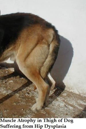 Atrophy, Loss Of Muscle Mass In Dog Legs - Dog Discoveries