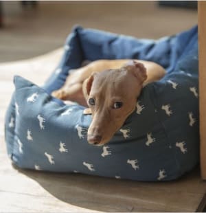 gabapentin and trazodone for dogs anxiety