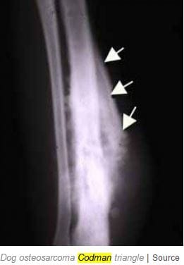 Bone Cancer X-rays in Dogs - Dog Discoveries