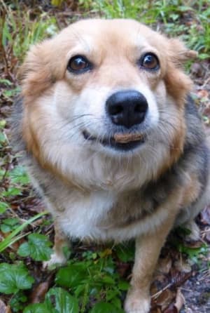 dog ate hot food