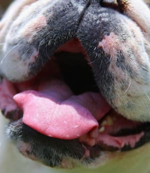 dog mouth