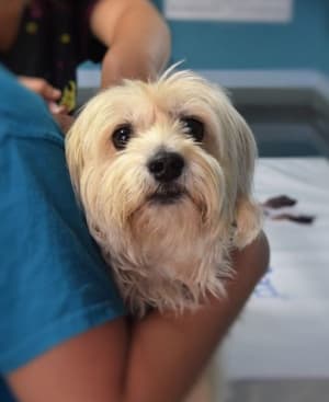 Causes of dog hallucinations
