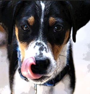 dog sniff