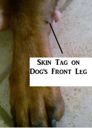 skin tag on dog chest
