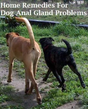 bestiality dog anal