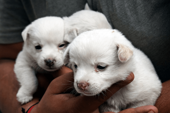 ask-a-vet-what-do-3-week-old-puppies-need-dog-discoveries