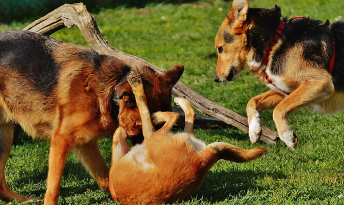 Dogs playing the fun police tole monitor play and intervene when things seem to be getting out of hand.