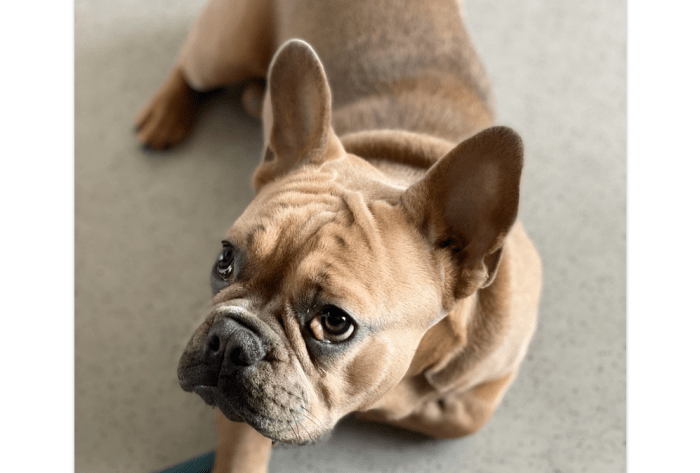 This dog's third eyelid is showing, a condition known as "cherry eye," discussed more in detail below.