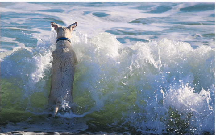 yes-beach-diarrhea-in-dogs-is-a-real-thing-dog-discoveries