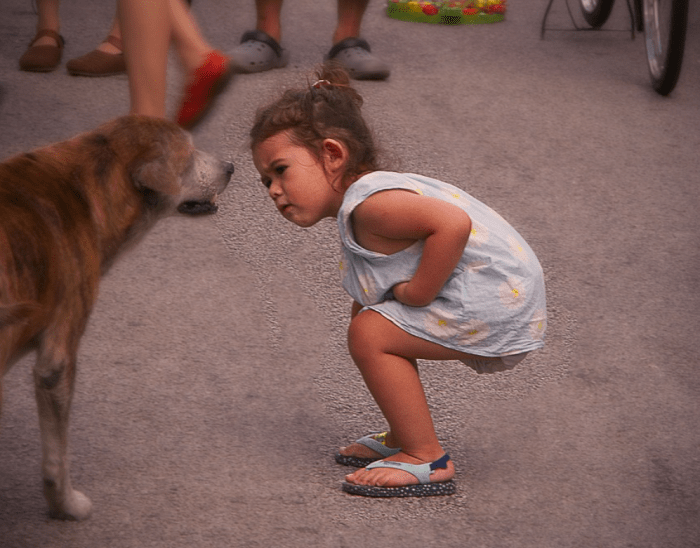 Children being shorter, are often at a dog's eye level and their direct approach and eye contact can be perceived as challenge. Caution is needed with unknown dogs!