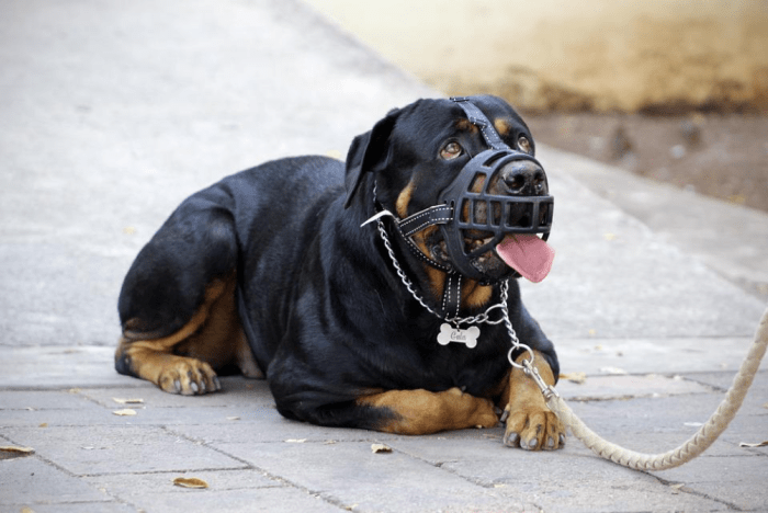 Just because your dog wears a muzzle doesn't mean he should be put into stressful situations that allow rehearsal of problematic behaviors.