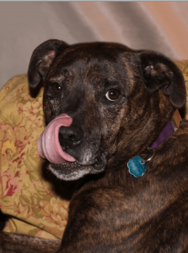 dog tongue flicks whale eye