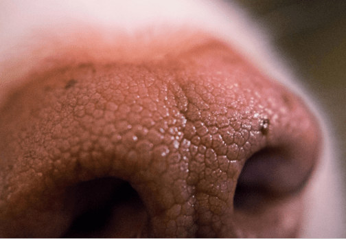 dog nose