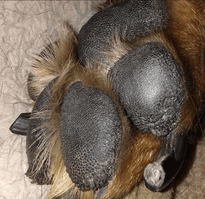 dog paw pads