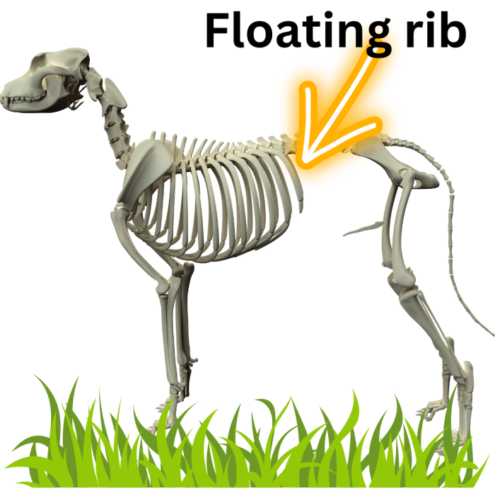 what-are-floating-ribs-in-dogs-all-you-need-to-know-dog-discoveries