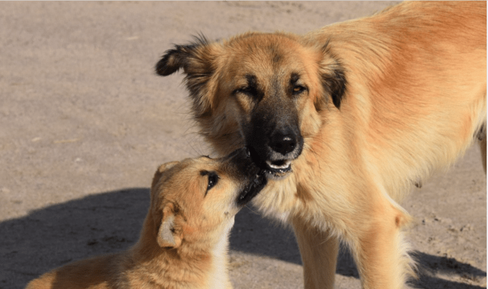 why-does-my-dog-jump-on-my-husband-dog-discoveries