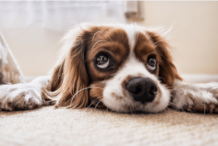 my-dog-in-heat-stopped-bleeding-and-then-started-again-dog-discoveries