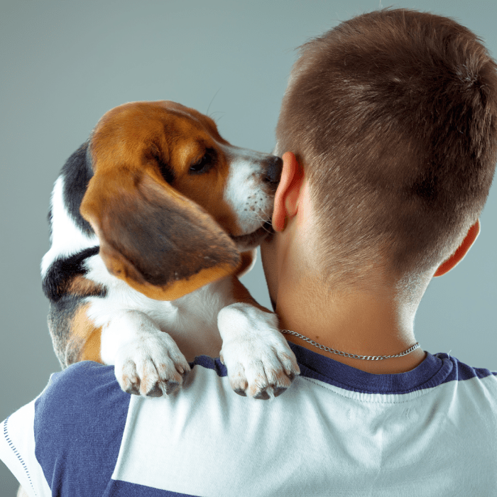 Why is My Dog Licking My Ears? 7 Reasons and Expert Tips Dog Discoveries