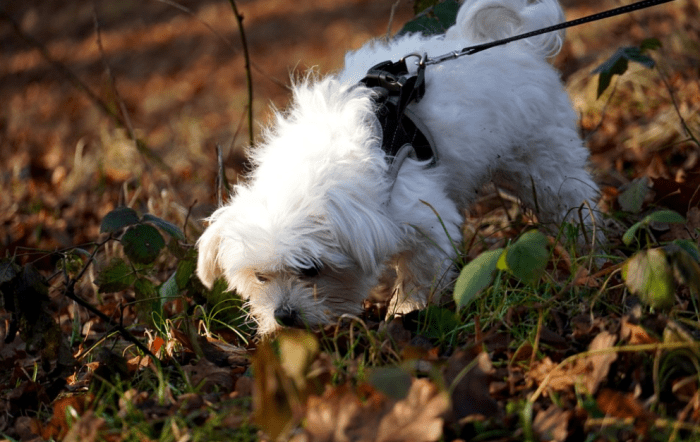 can-dogs-smell-better-when-it-rains-here-s-what-research-says-dog