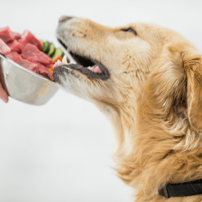 is-homemade-food-good-for-pregnant-dogs-here-s-what-experts-say-dog