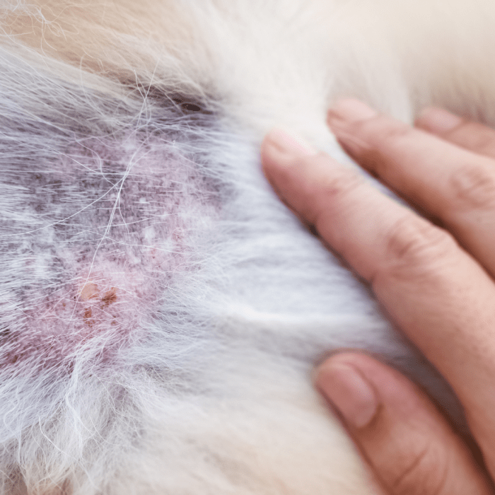 causes-of-crusty-scabs-on-a-dog-s-back-expert-answers-dog-discoveries