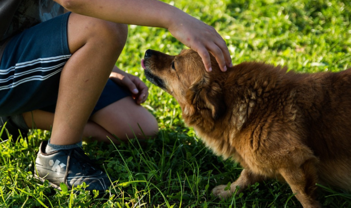 will-my-dog-trust-me-again-after-hitting-him-research-and-tips-dog