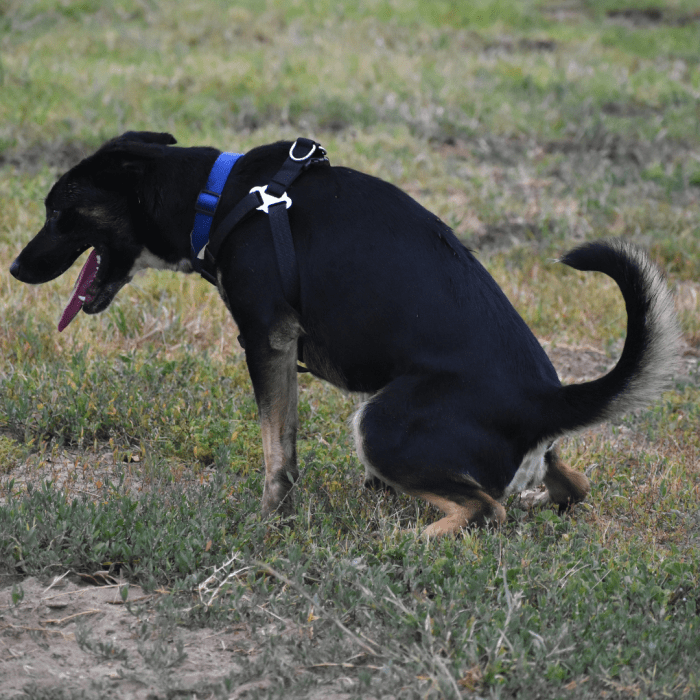 is-it-normal-for-my-dog-to-pee-and-poop-at-the-same-time-dog-discoveries