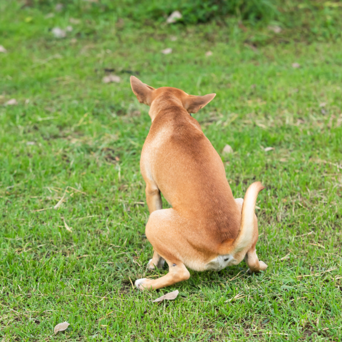 Is It Normal For My Dog To Have Bumps