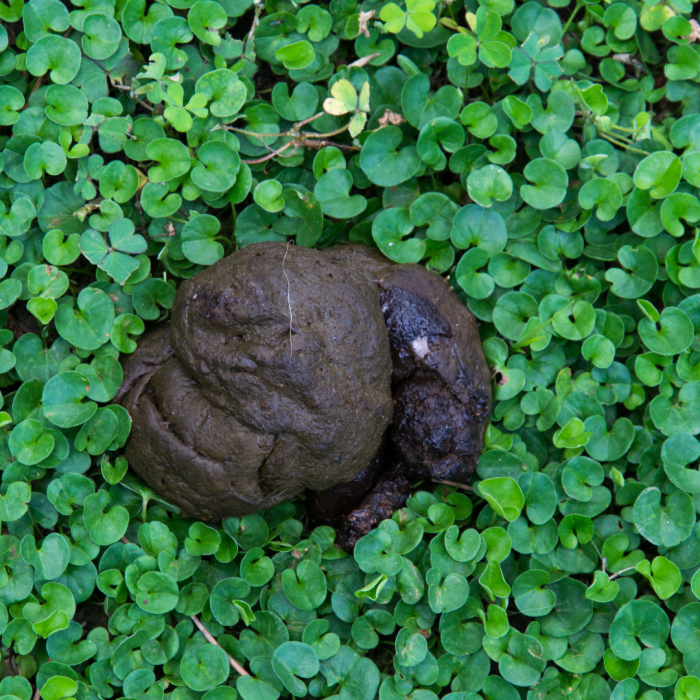 Why Does My Dog s Poop Look Like Cow Patties Dog Discoveries