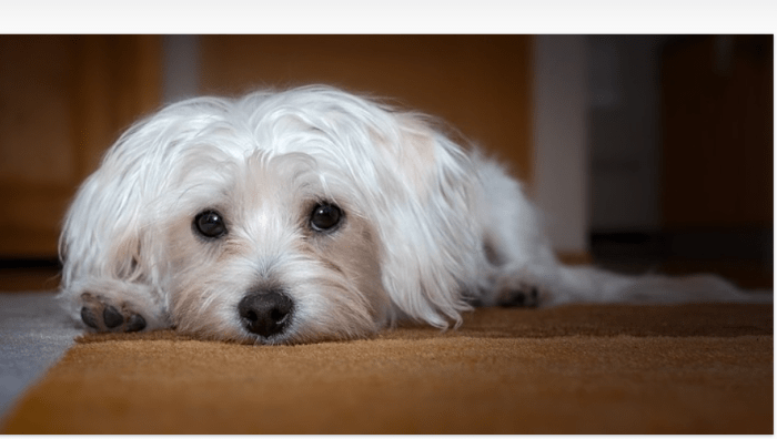 is-your-dog-acting-weird-after-being-shaved-6-possible-reasons-dog