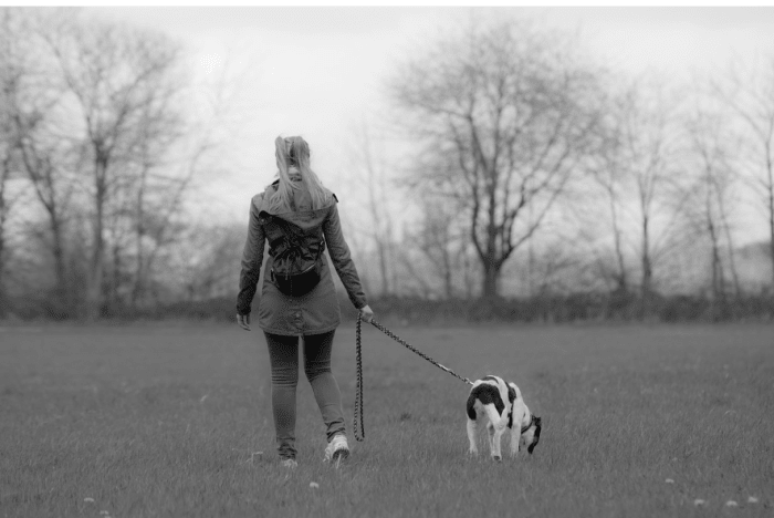 my-dog-ate-goose-poop-what-should-i-do-babelbark