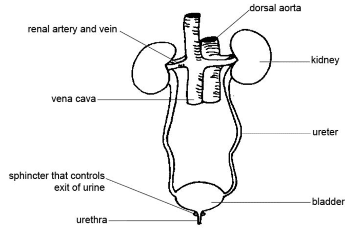 5 Facts About Your Dog's Bladder - Dog Discoveries