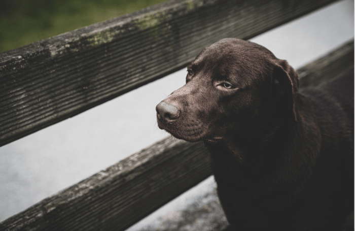 Labrador adolescent stage usually starts around 8 months. This is a time of rapid brain circuitry reorganization.