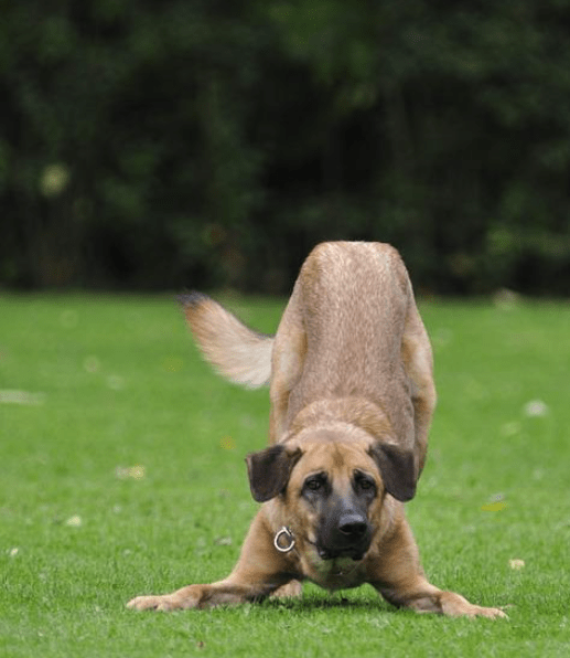 This dog has been watching another dog run around him in a teasing way and is getting ready to launch himself into a bout of chasing. The ears are up, the mouth is closed and the dog's eyes are fixated on his objective.