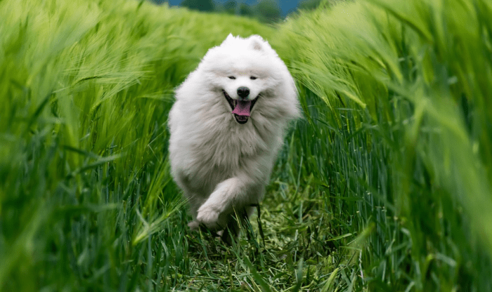 Samoyed, the Dog Breed Known For Smiling - Dog Discoveries