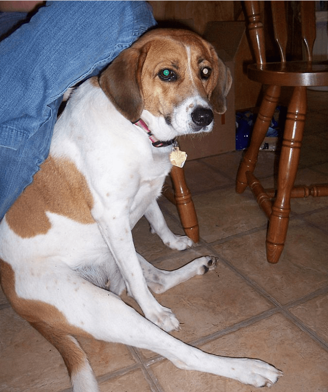 A treeing walker coonhound relaxing by the owner. Author: Hollakr, Wikimedia Commons