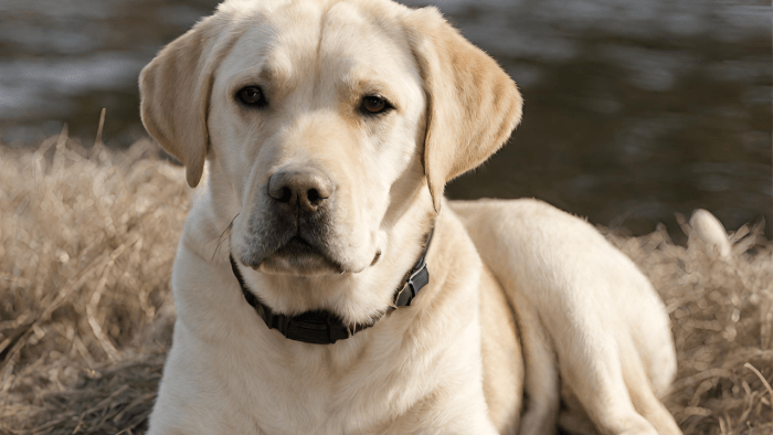 What is a Dudley Labrador? All You Need to Know - Dog Discoveries