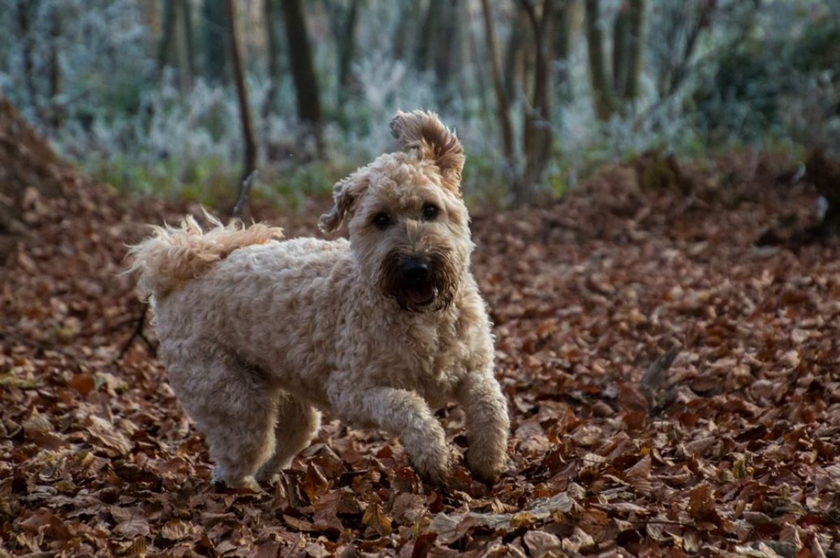 does the soft coated wheaten terrier bark