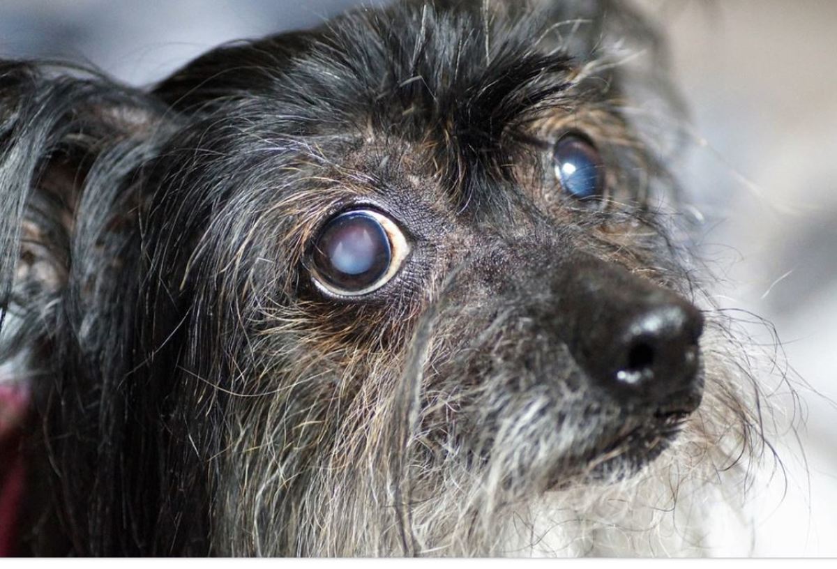Cataracts can be present in all dogs breeds, but are fairly common in merle dogs. They are characterized by cloudy film that sets into the eye's lens and keeps light from entering.