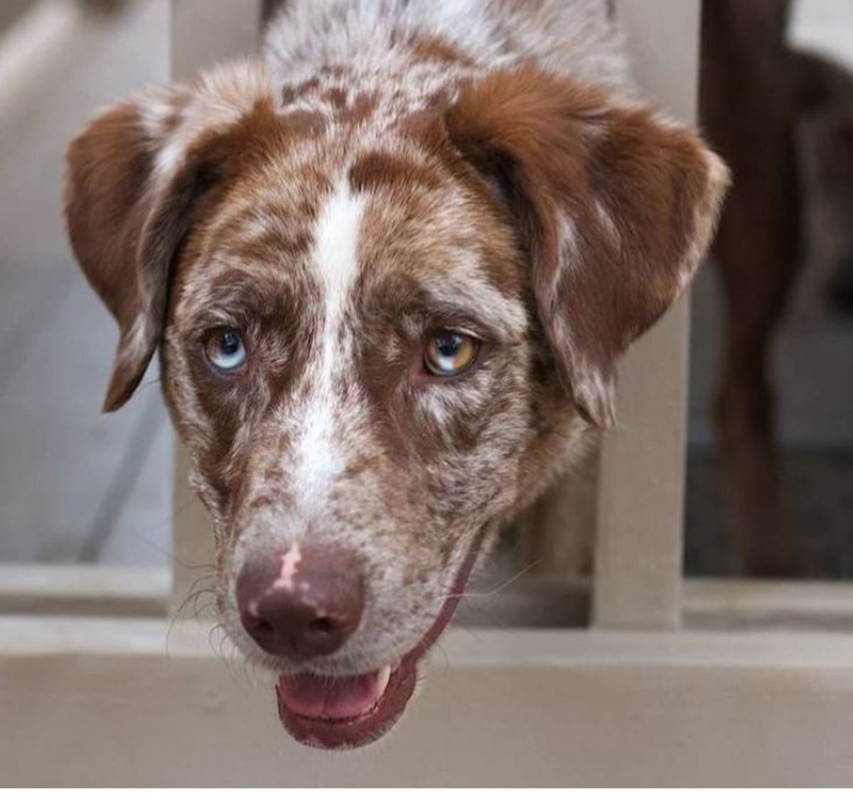 What Is A Red Merle Dog