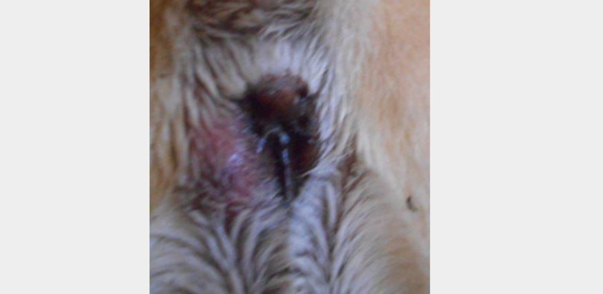 Picture of anal gland abscess in dog. Notice the swelling on the left side. All rights reserved.