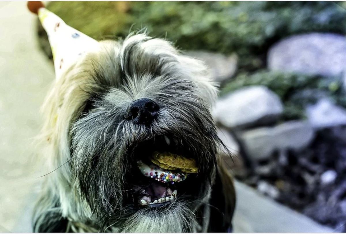 Dog ate outlet raw flour